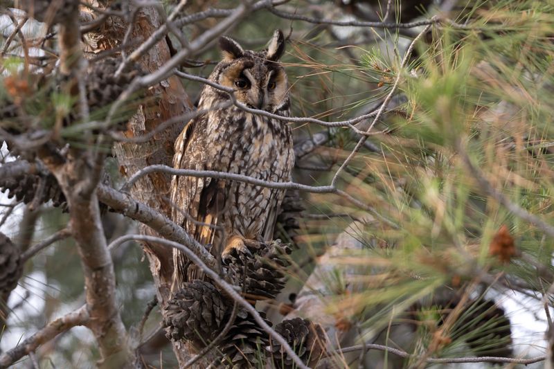 Long Eared Owl.     Lesvos,Greece. 