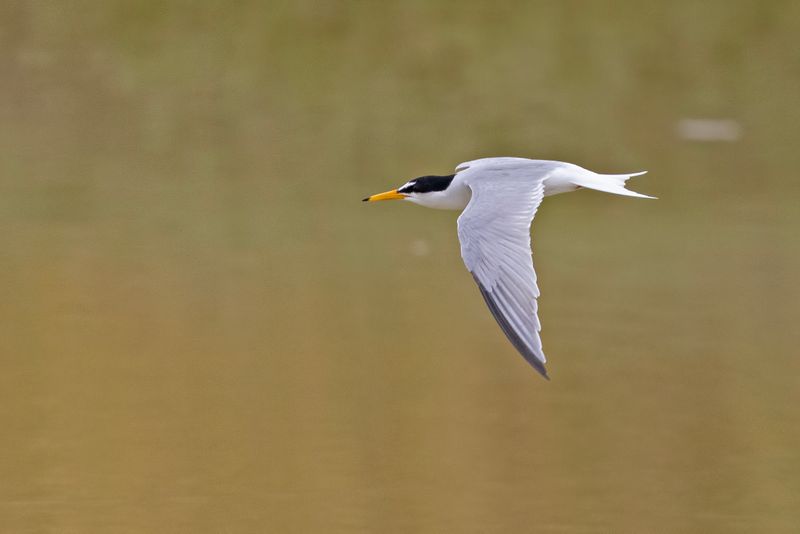 Little Tern.     Lesvos,Greece.