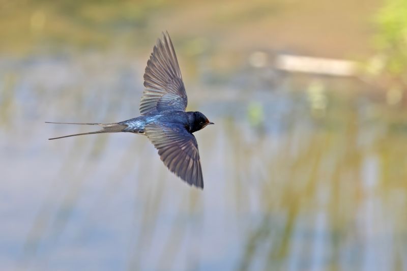 Barn Swallow   Lesvos,Greece