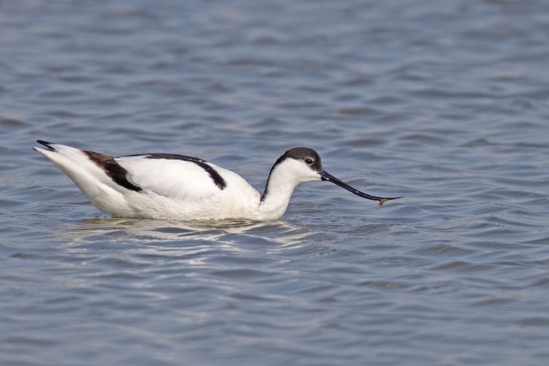 Avocet,Pied