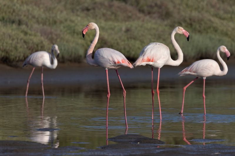 Greater Flamingo    Lesvos,Greece.