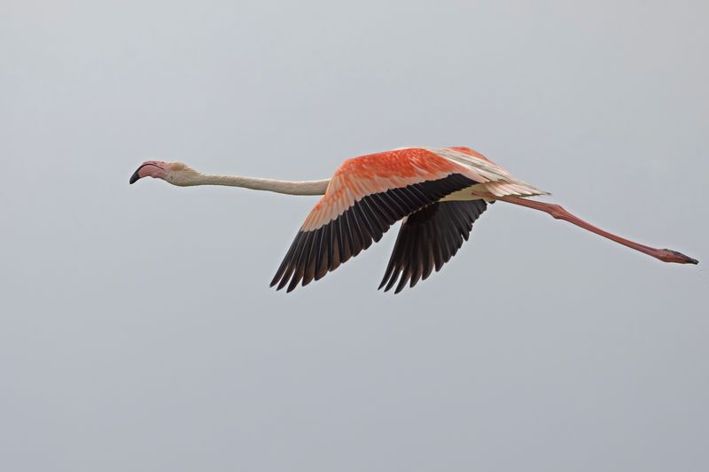 Greater Flamingo    Lesvos,Greece.