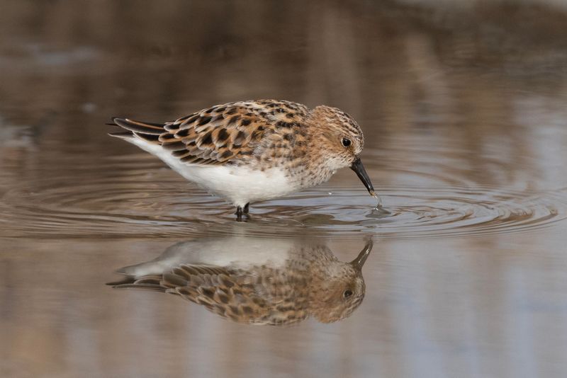 Little Stint.      Lesvos,Greece  