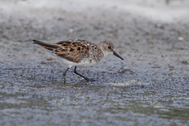 Little Stint.      Lesvos,Greece  