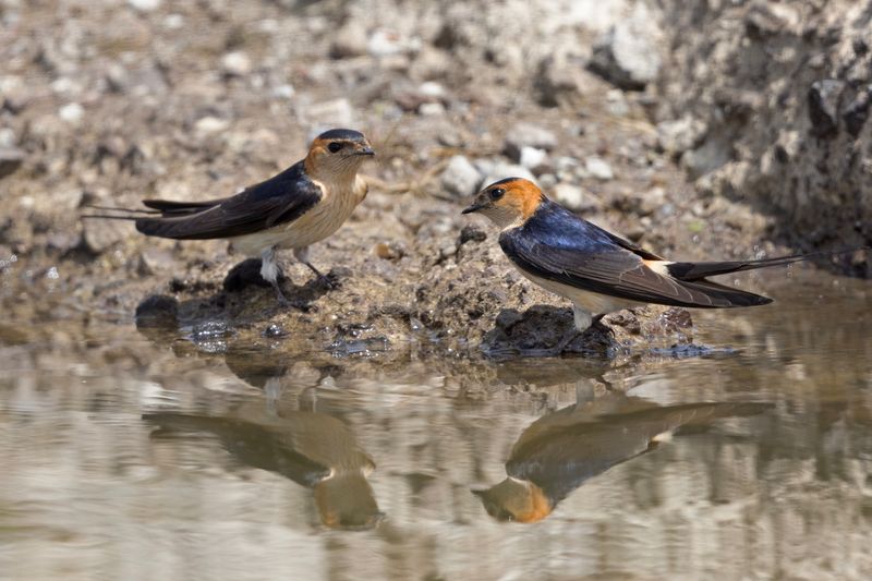 Red Rumped Swallow  Lesvos,Greece