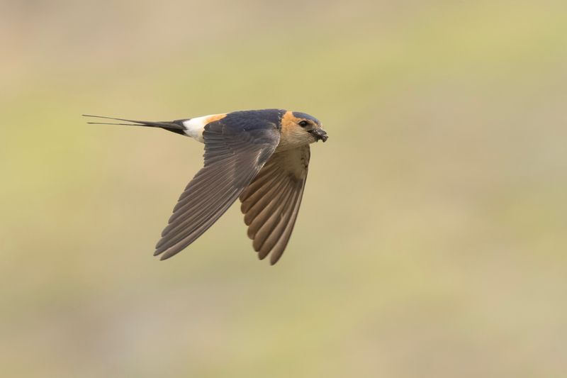 Swallow,Red-rumped 