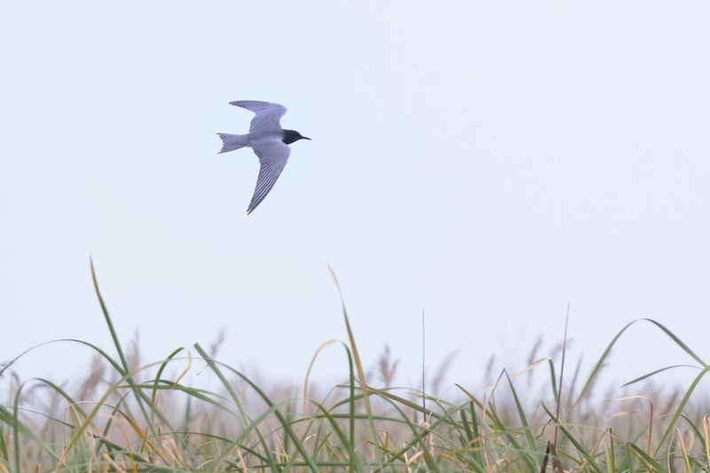 Black Tern.      Spain