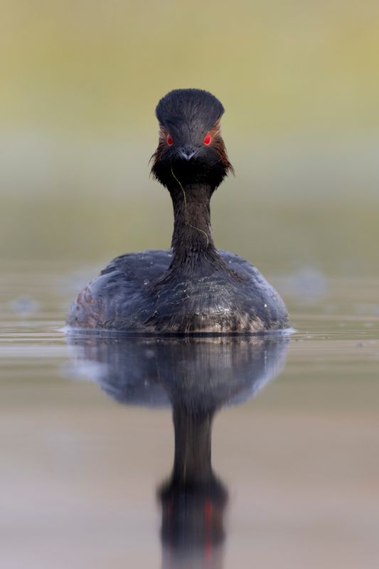 Black-necked Grebe.      Spain