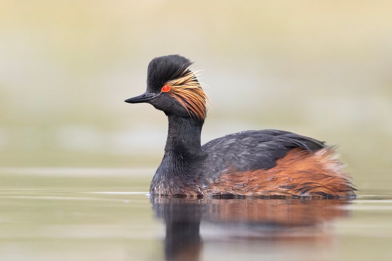 Black-necked Grebe.      Spain