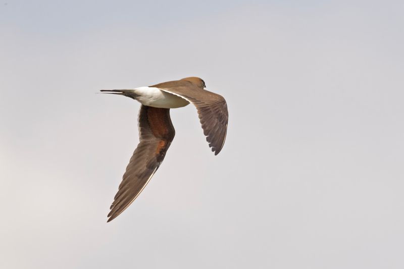 Pratincole,Collared