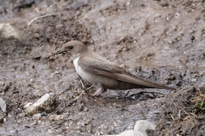 Crag Martin   Spain