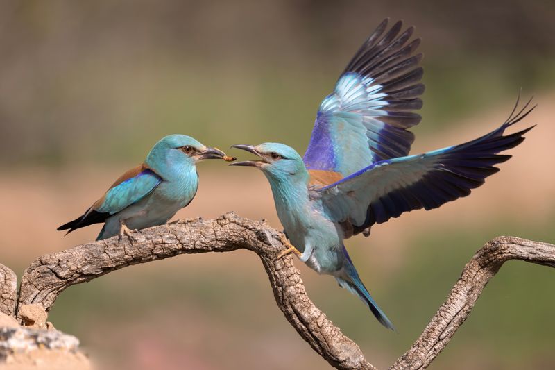 European Roller  Spain