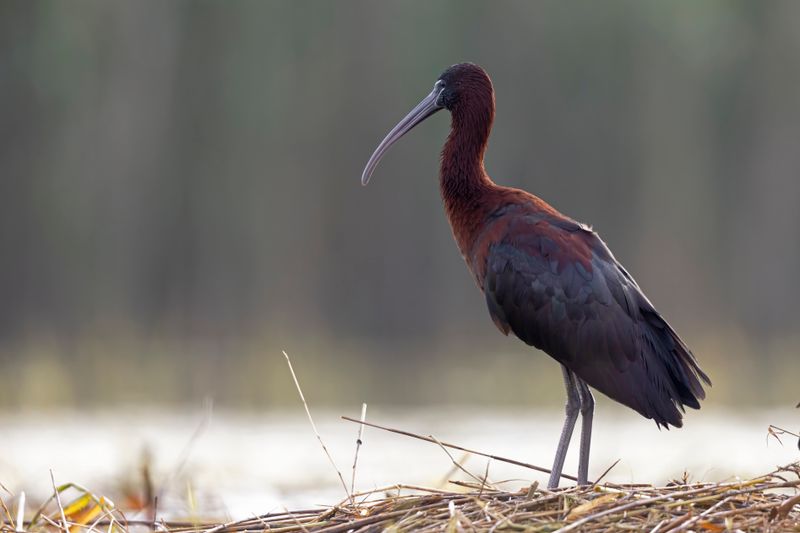 Glossy Ibis.    Spain