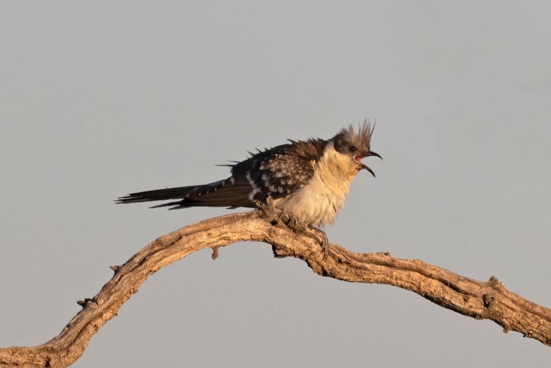 Cuckoo,Great Spotted      Spain