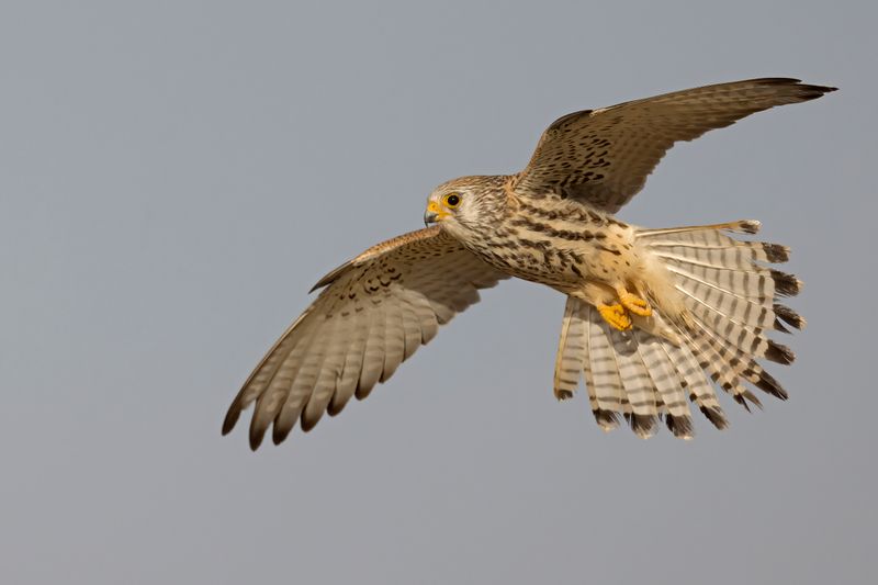 Lesser Kestrel.     Spain