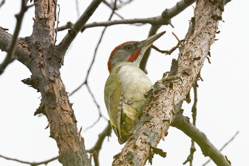 Woodpecker, Iberian Green 