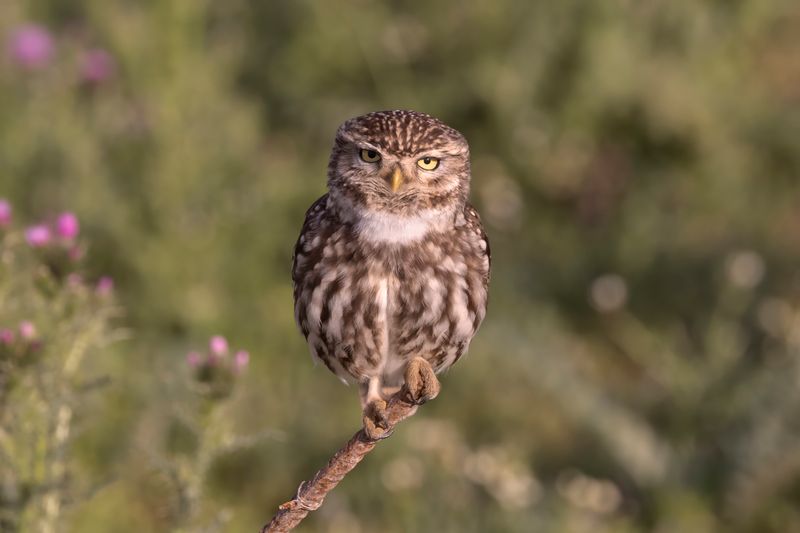 Owl,Little 