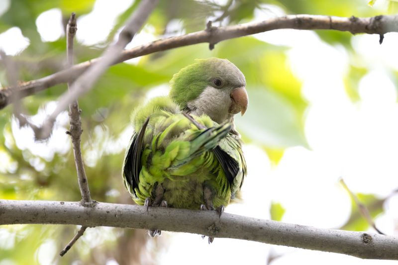 Monk Parakeet.    Spain