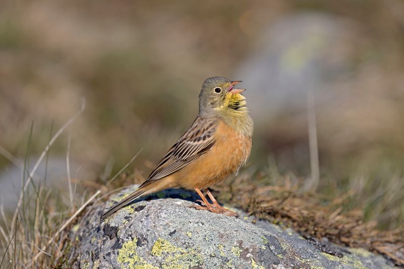 Ortolan Bunting Spain