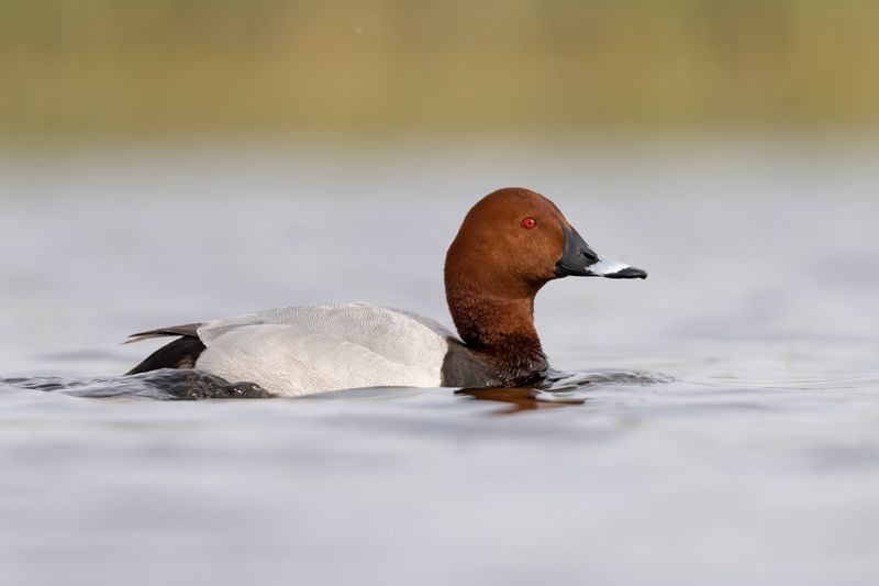 Common Pochard  Spain