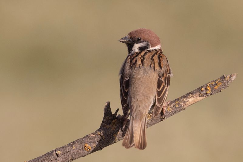 Sparrow, Eurasian Tree
