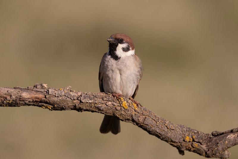 Tree Sparrow.   Spain