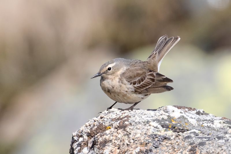 Water Pipit   Spain
