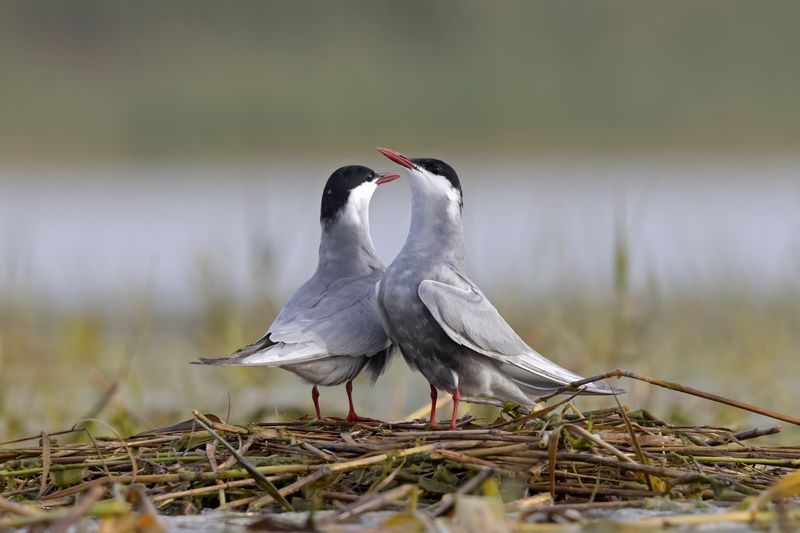 Whiskered Tern.    Spain