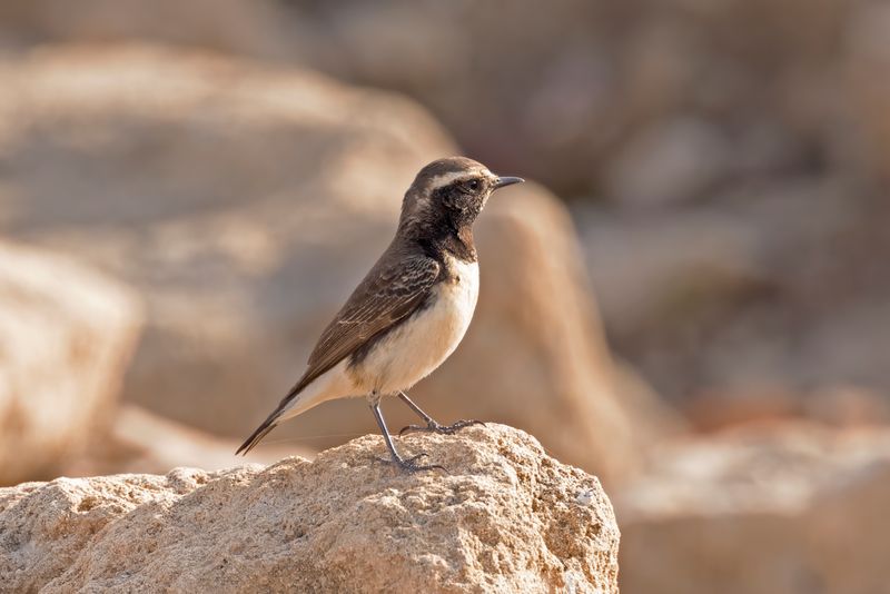 Cyprus Wheatear.   Cyprus