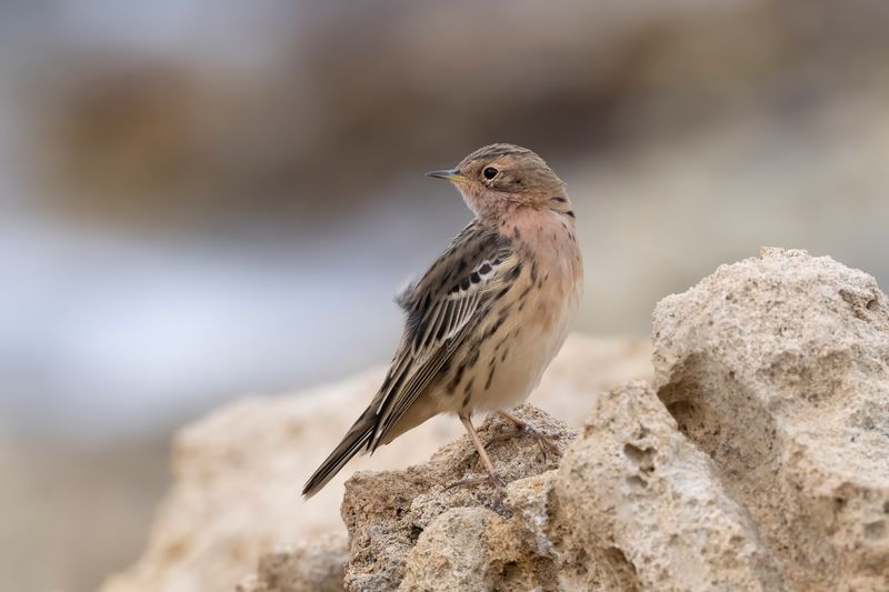 Red-throated Pipit.     Cyprus