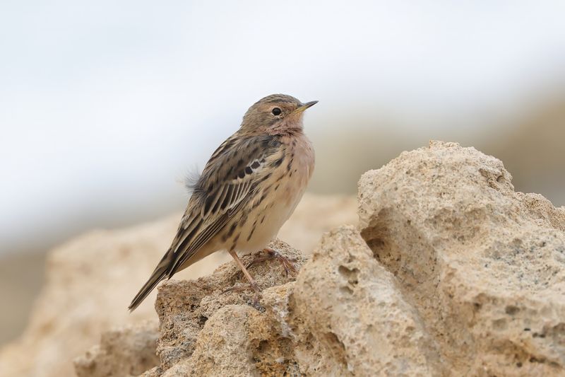 Red-throated Pipit.     Cyprus
