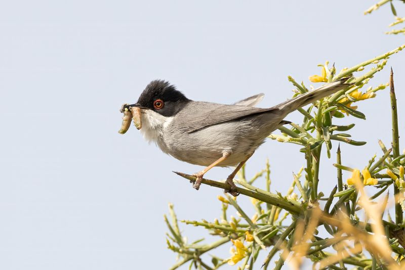 Sardinian Warbler.    Cyprus