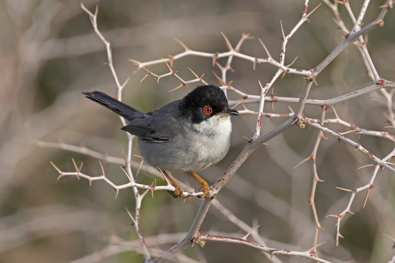 Sardinian Warbler.    Cyprus