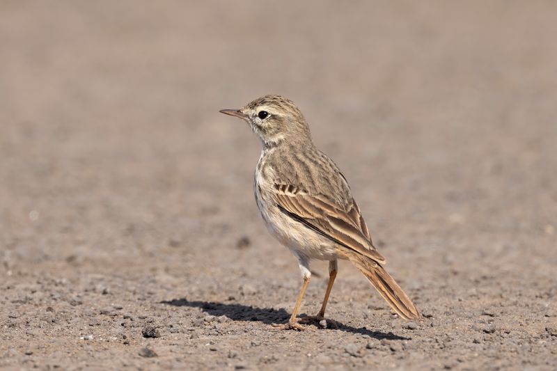 Berthelot's Pipit.     Fuertaventura