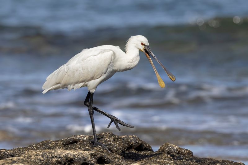 European Spoonbill     Fuertaventura