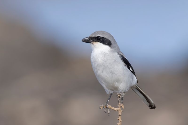 Southern Grey Shrike      Fuertaventura