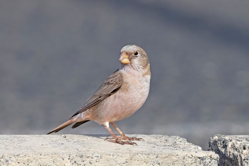 Trumpeter Finch.      Fuertaventura