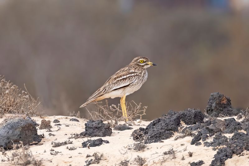 Stone Curlew    Fuertaventura