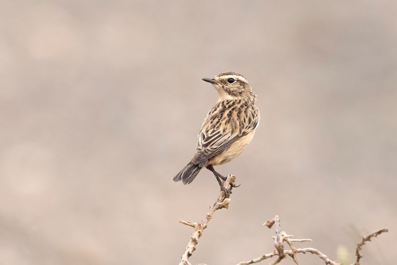 Whinchat.      Fuerteventura