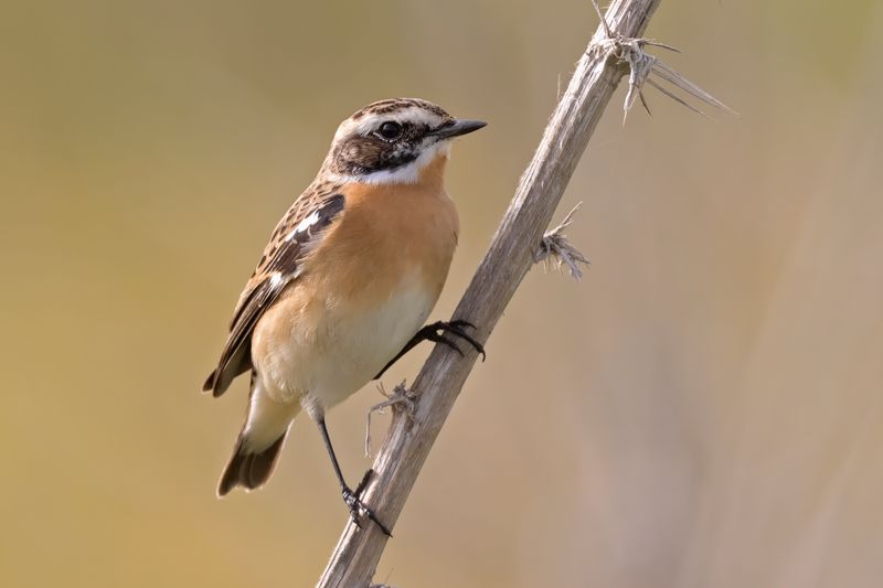 Whinchat.    Cyprus