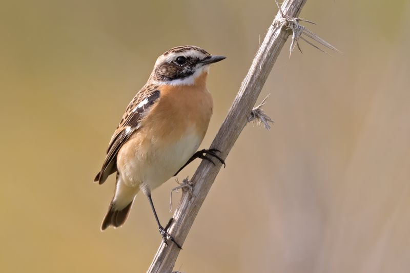 Whinchat