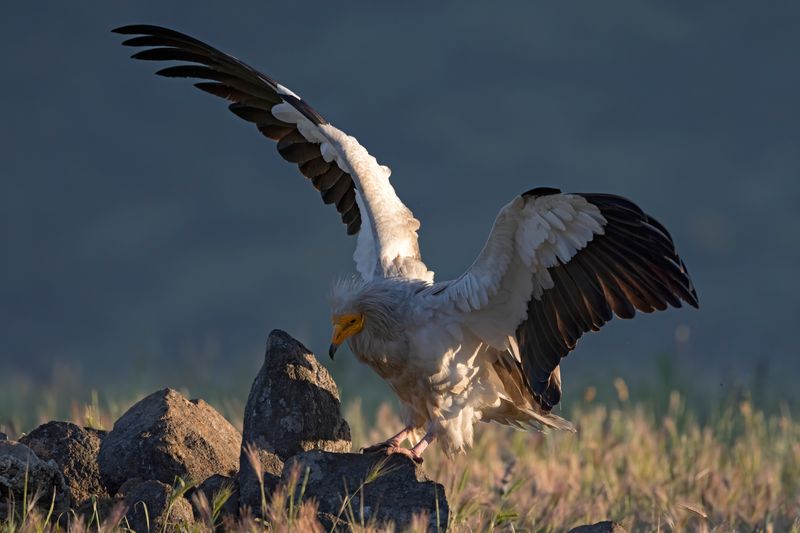 Egyptian Vulture     Bulgaria