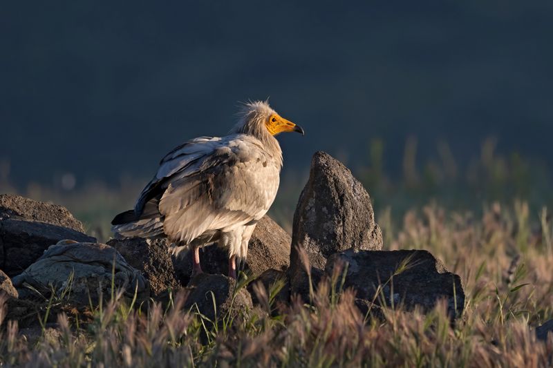 Egyptian Vulture     Bulgaria