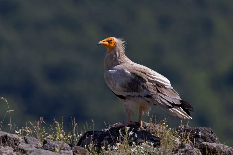 Egyptian Vulture     Bulgaria