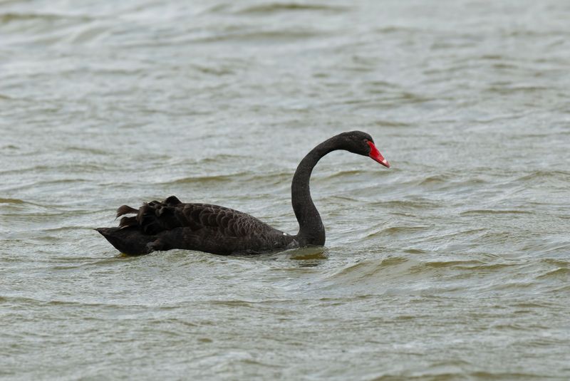 Black Swan        Wales