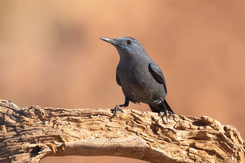 Blue Rock Thrush. Spain