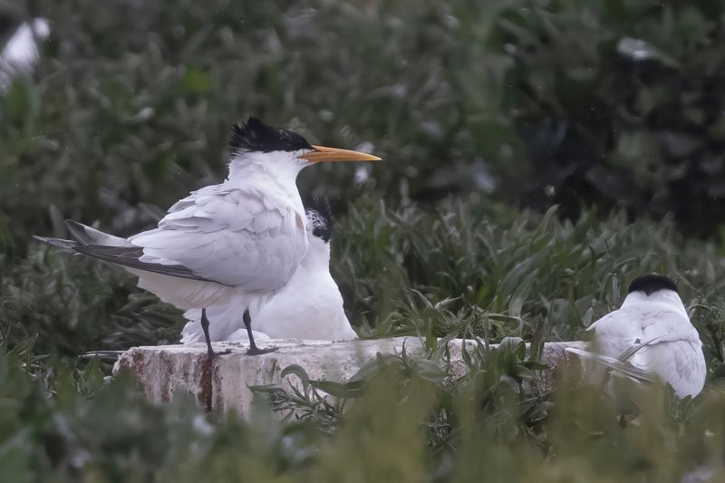 Elegant Tern.     Wales