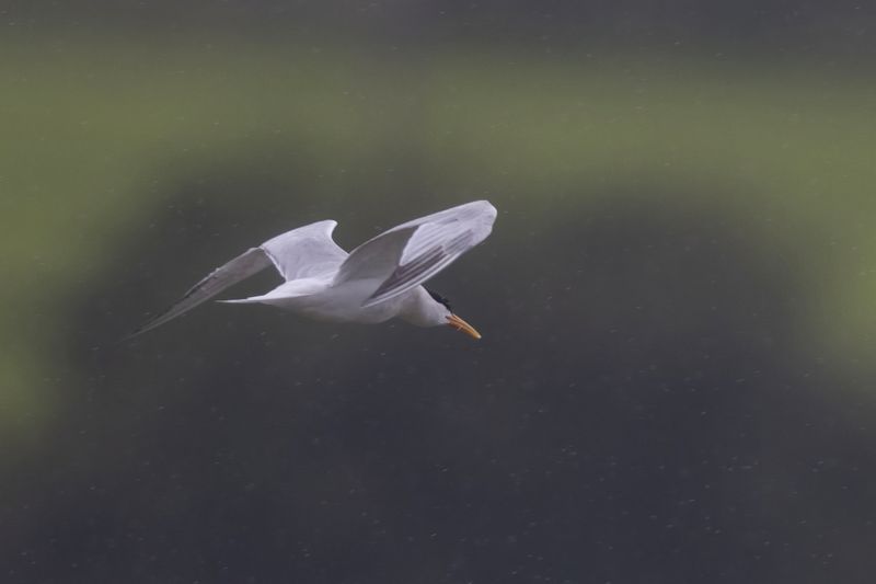 Elegant Tern.      Wales