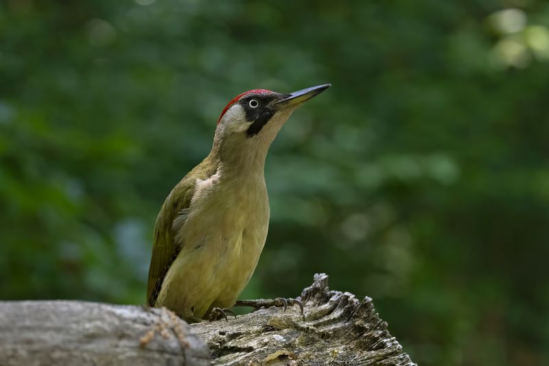Green Woodpecker     Bulgaria