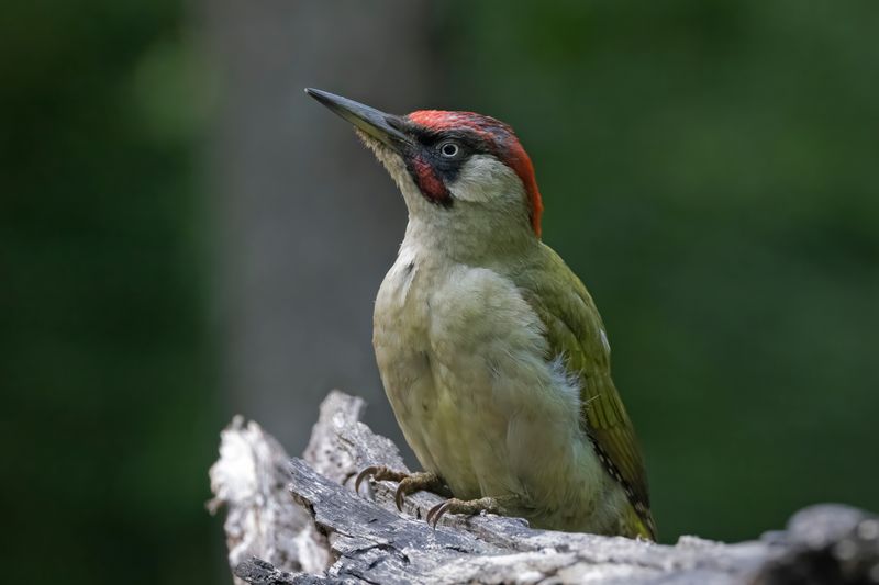 Woodpecker,Green 